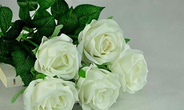白色玫瑰的花语是什么？如何正确表达爱意？