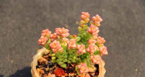 多肉植物最佳种植季节是什么时候？春季还是秋季？