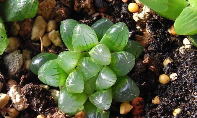 多肉植物播种的最佳时机是什么时候？播种后如何管理？