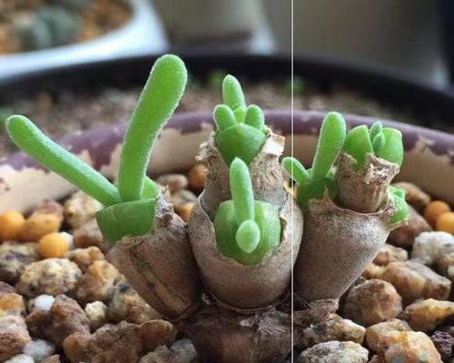 多肉植物播种的最佳时机是什么时候？播种后如何管理？