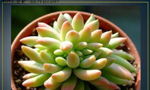 多肉植物播种的最佳时机是什么时候？播种后如何管理？