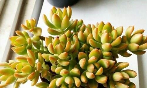 多肉植物换盆的最佳时机是什么时候？换盆后如何护理？