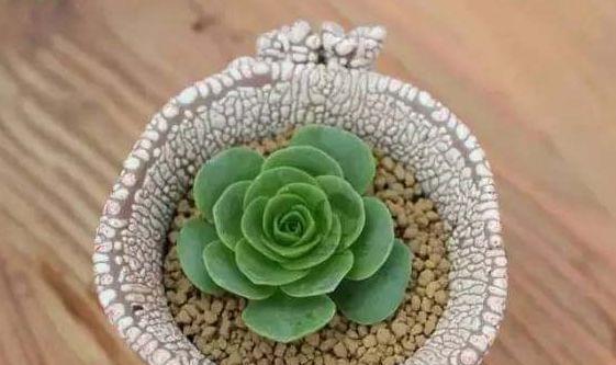 多肉植物换盆的最佳时机是什么时候？换盆后如何护理？