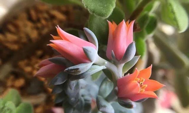 多肉植物开花期通常在几月份？如何促进多肉开花？
