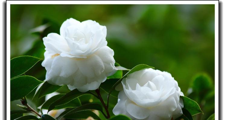 白色山茶花的花语是什么？它代表了哪些意义？