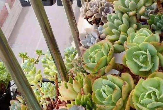 多肉植物休眠期是什么时候？如何判断多肉休眠？