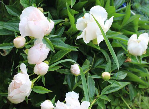 白色芍药花的花语是什么？如何表达爱意？