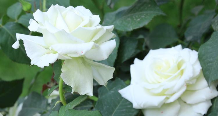 白色月季花代表什么意思？它的花语和象征意义是什么？