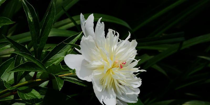 白芍花代表什么意思？白芍花的花语和象征意义是什么？