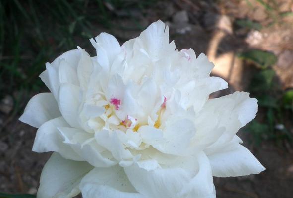 白芍花代表什么意思？白芍花的花语和象征意义是什么？