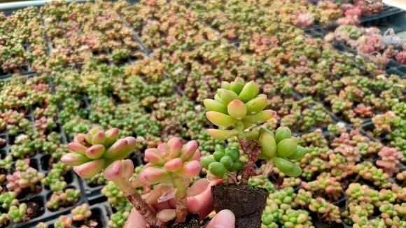 多肉植物一年能长多少？影响生长速度的因素有哪些？