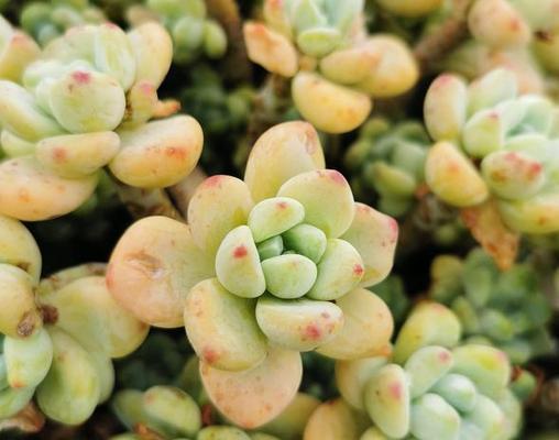 多肉植物一年能长多少？影响生长速度的因素有哪些？
