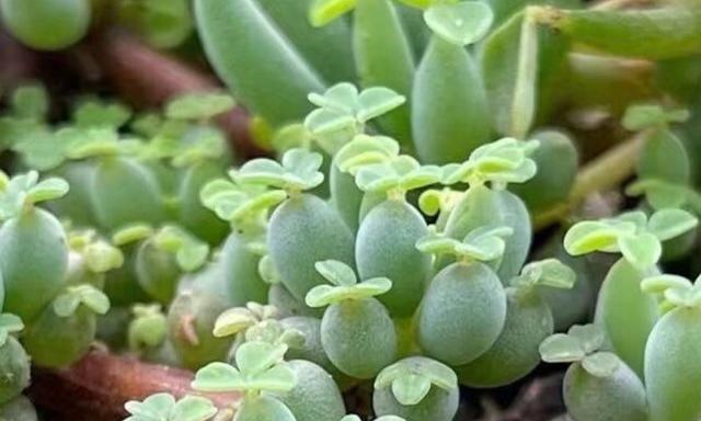 多肉植物一年能长多少？影响生长速度的因素有哪些？