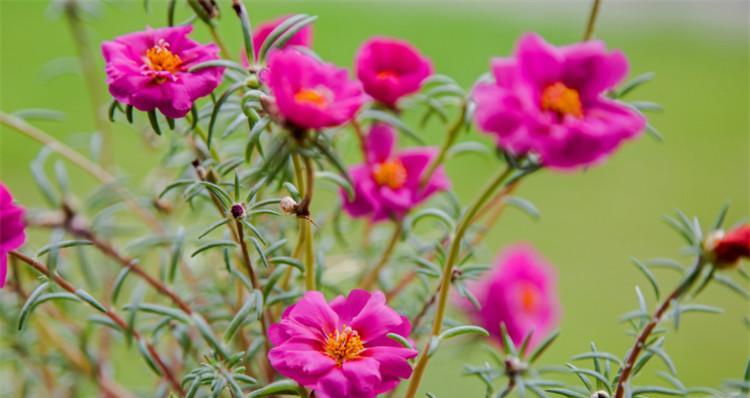 白太阳花代表什么意思？花语背后隐藏的含义是什么？
