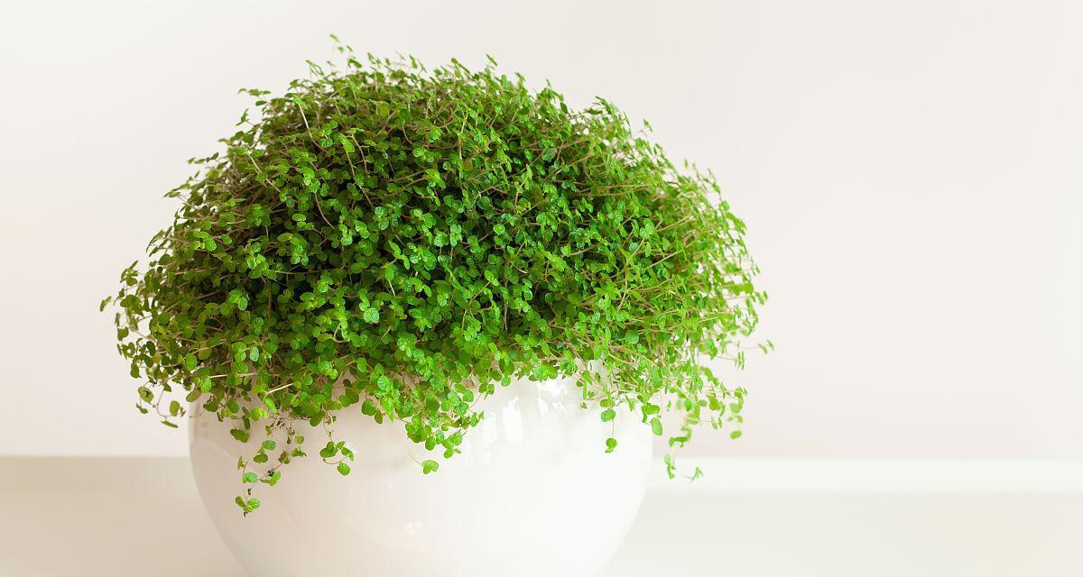 白太阳花代表什么意思？花语背后隐藏的含义是什么？