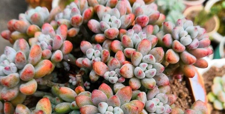 多肉植物的适宜生长气温是多少？如何调整环境温度以促进其生长？