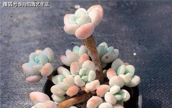 多肉植物的适宜生长气温是多少？如何调整环境温度以促进其生长？