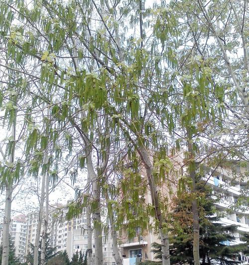 白杨树开花的样子和含义是什么？