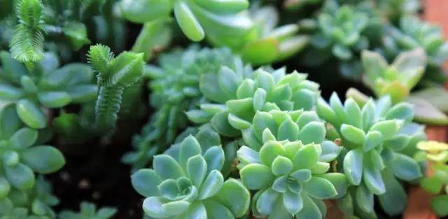 多肉植物通常生长在哪些地方？如何选择合适的生长环境？