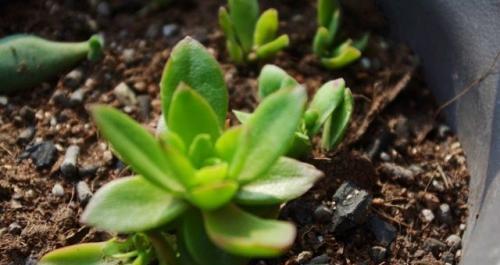 多肉植物通常生长在哪些地方？如何选择合适的生长环境？