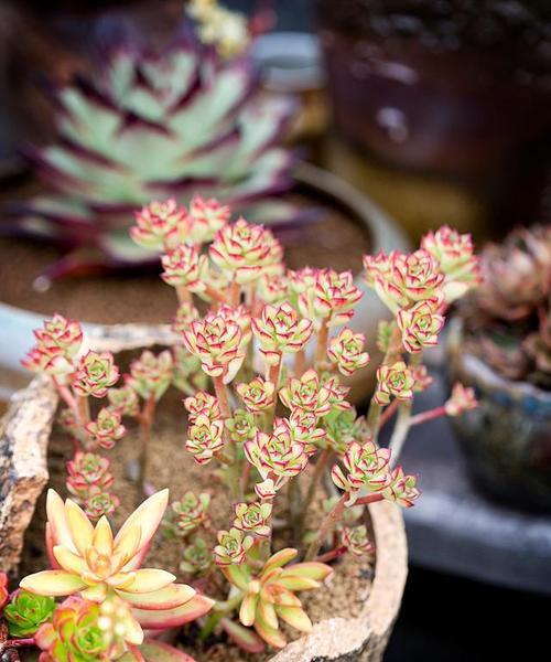 多肉植物最适合的生长环境是什么？如何选择合适的养护地点？