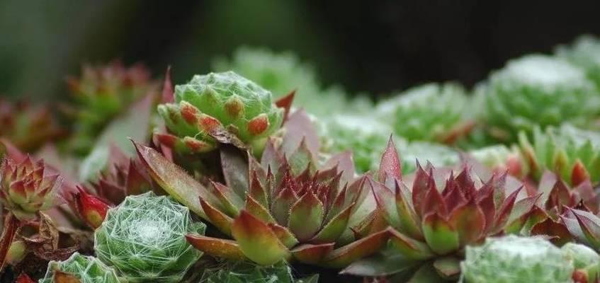 多肉植物最适合的生长环境是什么？如何选择合适的养护地点？
