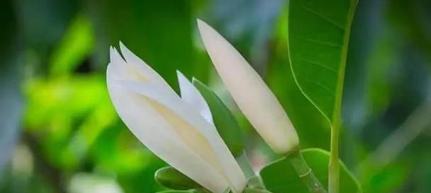 白玉兰花语是什么？它代表了哪些意义？