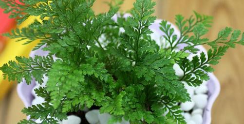 多肉植物属于蕨类吗？常见分类误区有哪些？