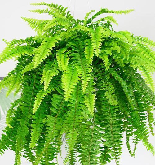 多肉植物属于蕨类吗？常见分类误区有哪些？