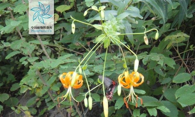 百合花象征哪个生肖？如何用百合表达生肖情感？