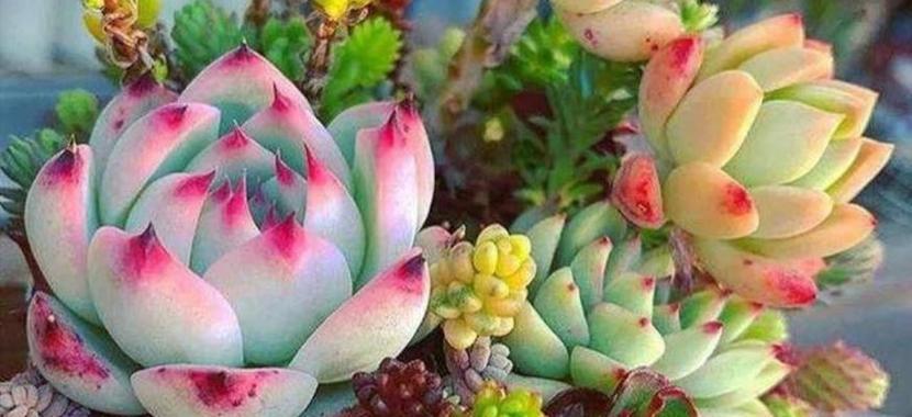 多肉植物的种类有哪些？如何正确养护多肉植物？