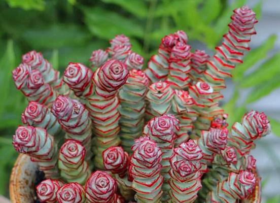 多肉植物应该放在哪里？光照和湿度如何管理？