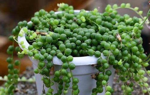 多肉植物应该放在哪里？光照和湿度如何管理？