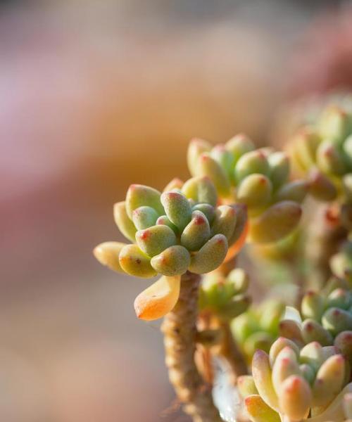 多肉植物应该放在哪里？光照和湿度如何管理？
