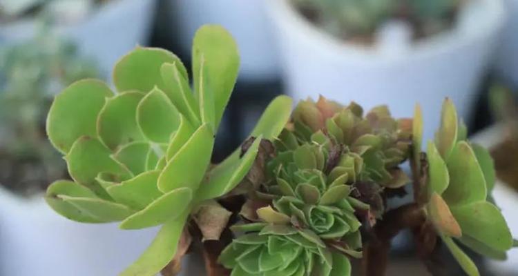 多肉植物最佳种植季节是什么时候？几月份栽种最合适？