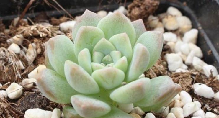 多肉植物最佳种植季节是什么时候？几月份栽种最合适？