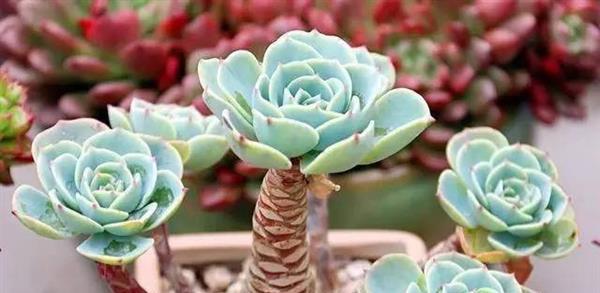 多肉植物如何选择合适土壤？种植多肉的土壤类型有哪些？