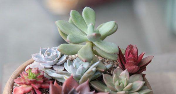 多肉植物如何选择合适土壤？种植多肉的土壤类型有哪些？