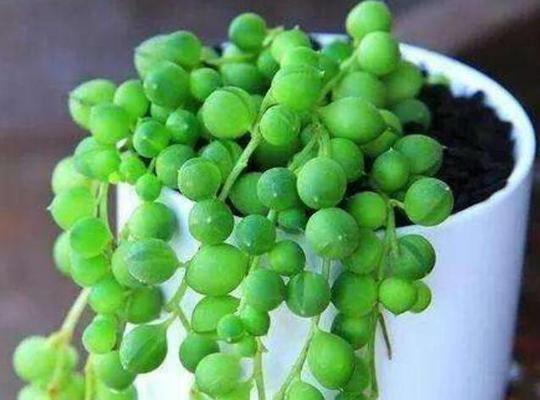 多肉植物水培与土培哪种更好？优缺点对比分析？