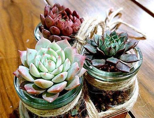 多肉植物水培与土培哪种更好？优缺点对比分析？