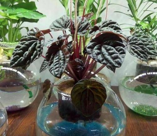 多肉植物水培与土培哪种更好？优缺点对比分析？