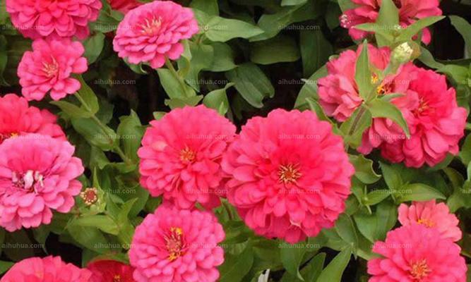 百日草花代表什么意思？百日草花语有哪些含义？