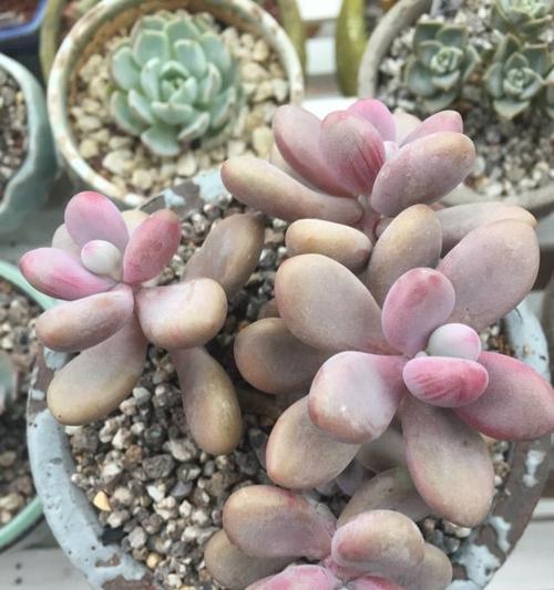 多肉桃蛋夏天养护技巧？如何避免高温伤害？