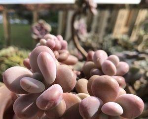 多肉桃蛋养殖方法有哪些？如何确保其健康生长？
