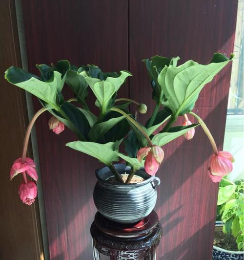 宝莲灯花的风水寓意是什么？如何正确摆放宝莲灯花？
