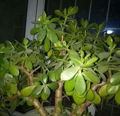 宝相花的寓意和象征是什么？如何正确理解宝相花的象征意义？