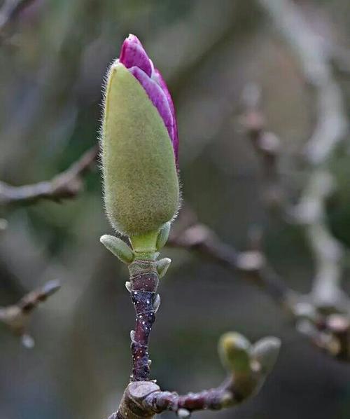 保定市花及其象征意义是什么？