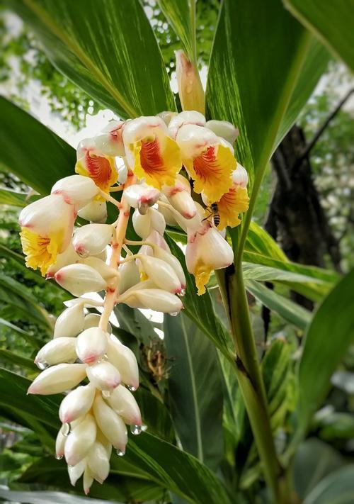 保定市花及其象征意义是什么？