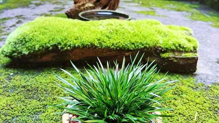 多肉土种植兰花可行吗？兰花种植的正确土壤是什么？