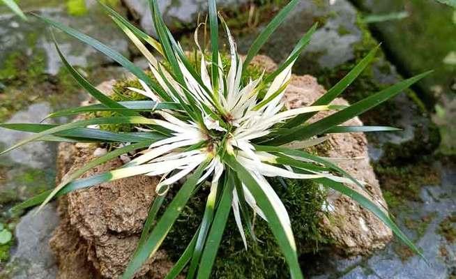 多肉土种植兰花可行吗？兰花种植的正确土壤是什么？